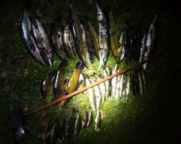Более полусотни рыб сумели добыть острогой браконьеры на озере Шевино