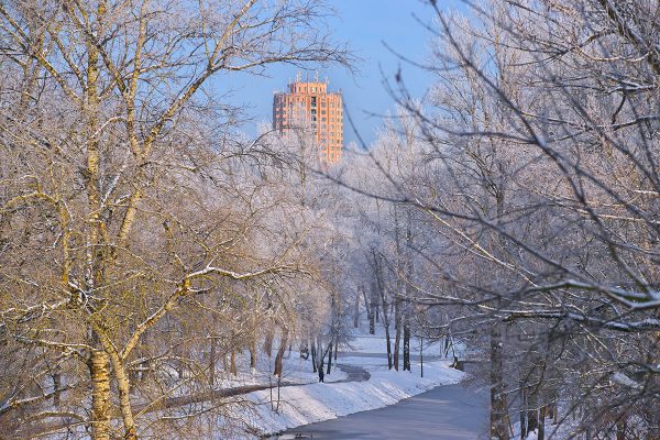 Вид на Витьбу и высотку общежития среди деревьев. покрытых инеем. Фото Сергея Серебро