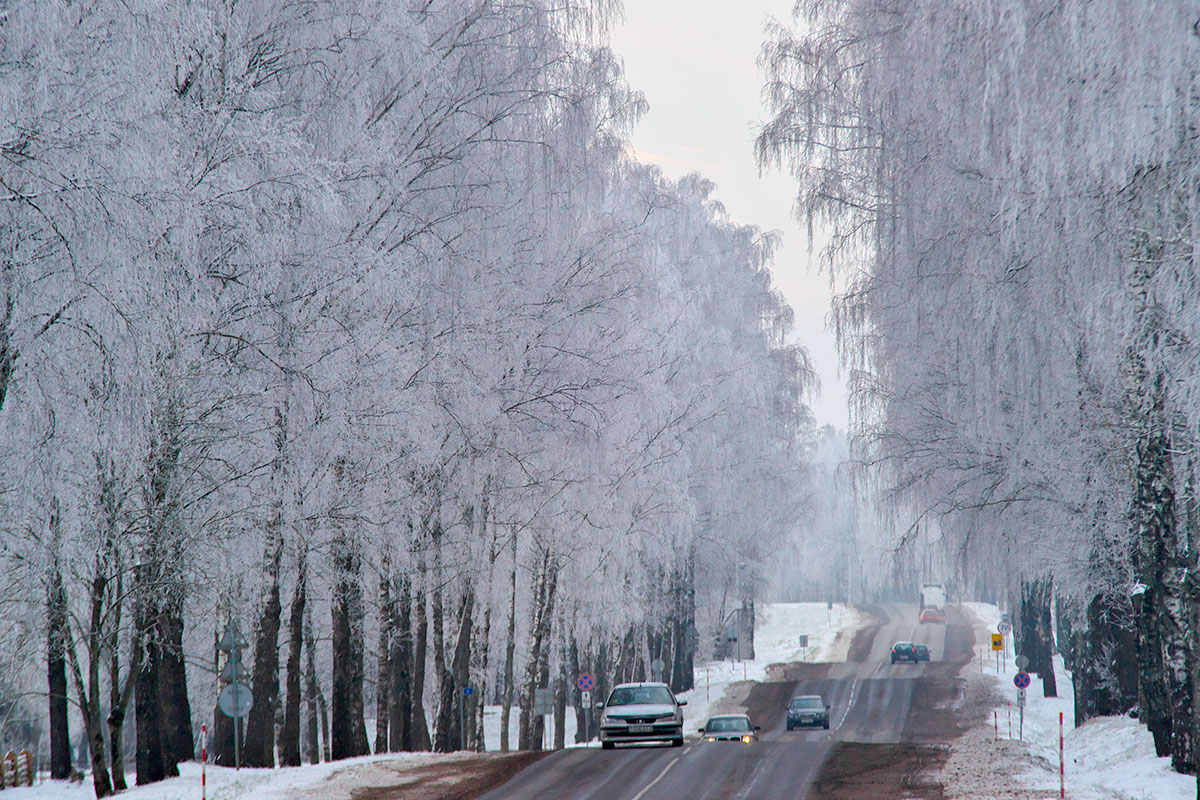 Дорога среди заиндевелых деревьев. Фото Сергея Серебро