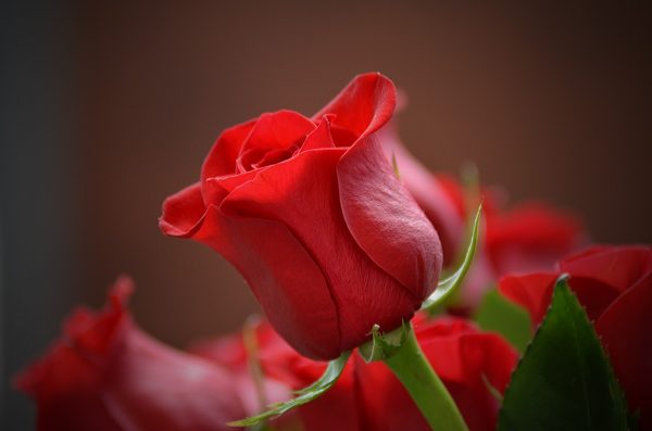 Розы, цветы, букет. Фото pixabay.com