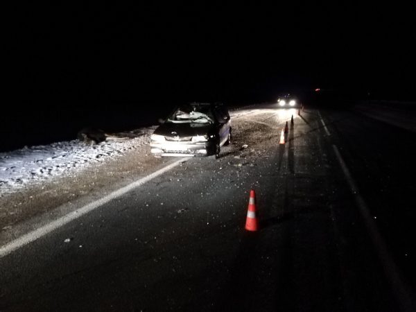 од Витебском легковушка врезалась в лося. Фото ГАИ