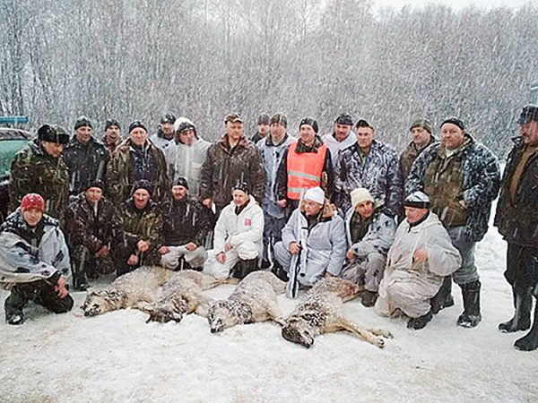 Волчью стаю уничтожили в новогодние праздники в Шумилинском районе. Фото shumilino.by