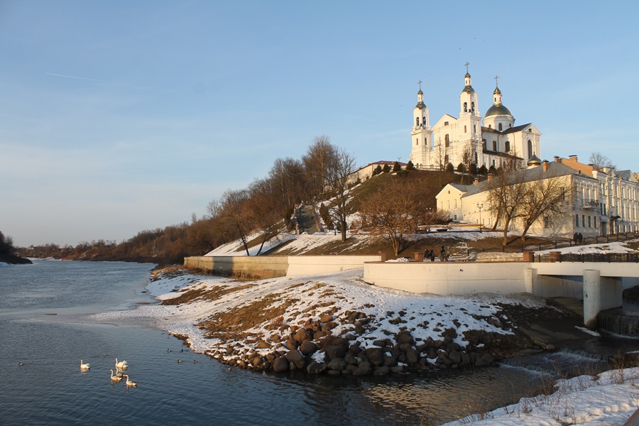 Лебеди вернулись в Витебск. Фото Юрия Шепелева