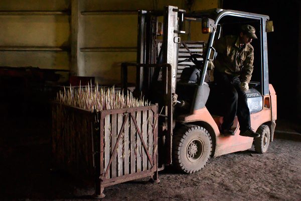 Погрузка первого урожая белорусской спаржи в колхозе имени Августа Вейсмана под Витебском. Ее отправят в рестораны Москвы. Фото Сергея Серебро