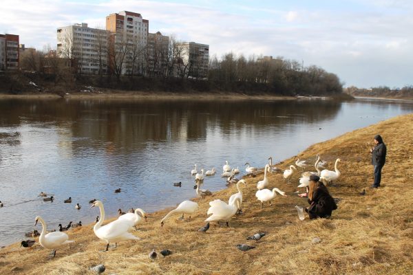 На реках в Витебске начинается половодье. Фото Юрия Шепелева