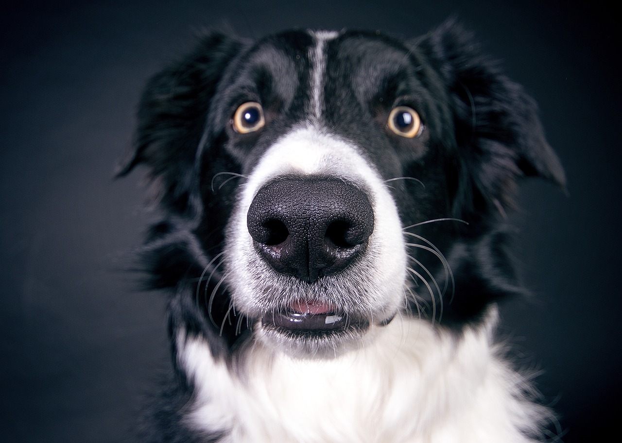 Удивленная собака. Фото pixabay.com