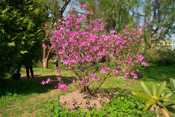 Цветет рододендрон даурский. Фото Сергея Серебро