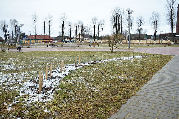 В центре Толочина украли туи, деньги на которые собирали на районном субботнике. Фото Владимира Михайлова / Наша Талачыншчына