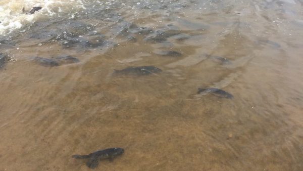 В Полоцком районе два водоема зарыбили карпом. Фото БООР