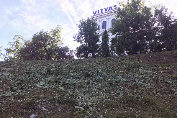 Борщевик у Кировского моста после заметки «ННВ» просто скосили. Фото Сергея Серебро