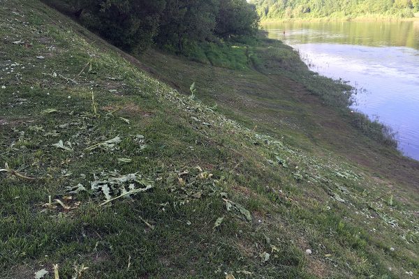 Борщевик у Кировского моста после заметки «ННВ» просто скосили. Фото Сергея Серебро