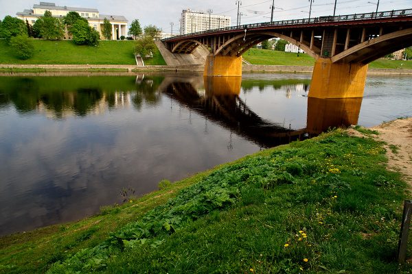 Крупная плантация опасного борщевика выросла в самом центре Витебска. Фото Сергея Серебро