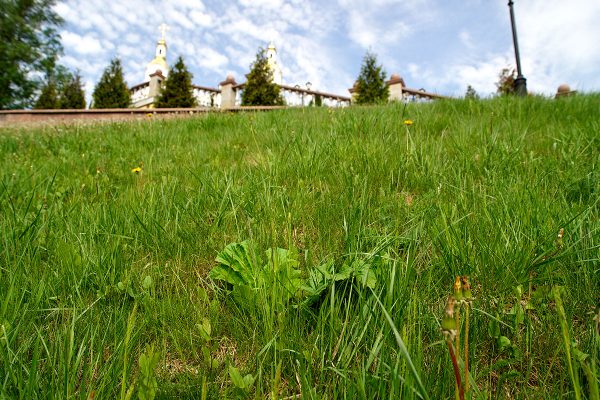 Крупная плантация опасного борщевика выросла в самом центре Витебска. Фото Сергея Серебро