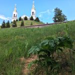 После планового покоса борщевик продолжает расти в центре Витебска