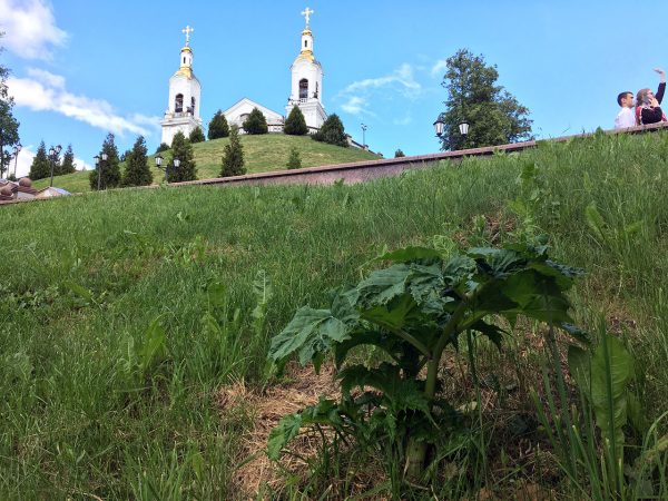 После планового покоса борщевик продолжает расти в центре Витебска. Фото Сергея Серебро