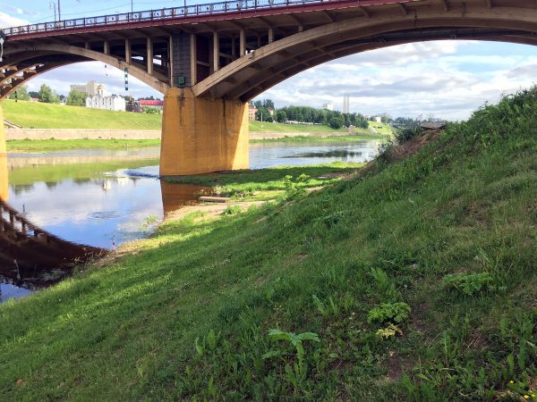 После планового покоса борщевик продолжает расти в центре Витебска. Фото Сергея Серебро