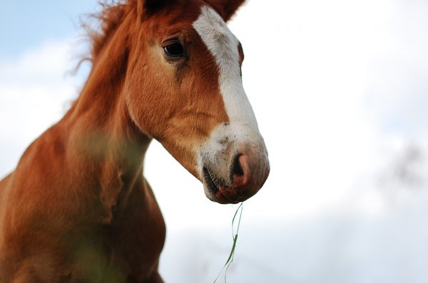 Печальная лошадь. Фото pixabay.com