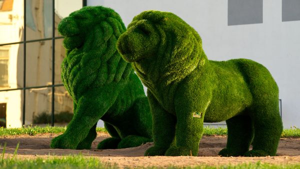 Две фигуры львов, имитирующие топиар, появились в Витебске. Фото Сергея Серебро