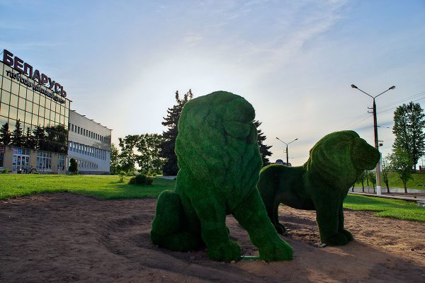 Две фигуры львов, имитирующие топиар, появились в Витебске. Фото Сергея Серебро