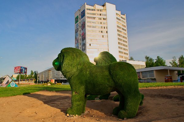 Две фигуры львов, имитирующие топиар, появились в Витебске. Фото Сергея Серебро