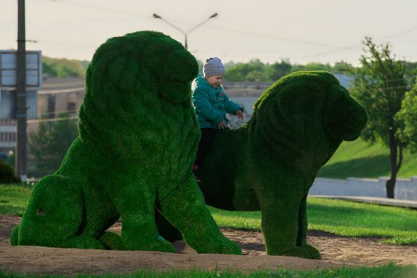 Две фигуры львов, имитирующие топиар, появились в Витебске. Фото Сергея Серебро