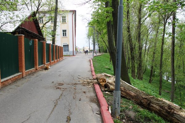 На ограду витебского зоопарка рухнуло большое дерево. Фото Юрия Шепелева