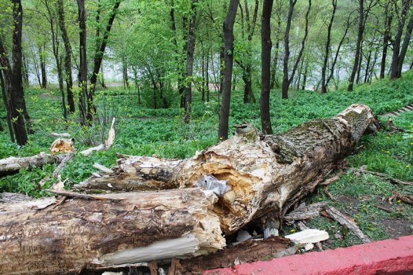 На ограду витебского зоопарка рухнуло большое дерево. Фото Юрия Шепелева