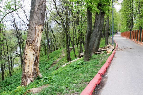 На ограду витебского зоопарка рухнуло большое дерево. Фото Юрия Шепелева