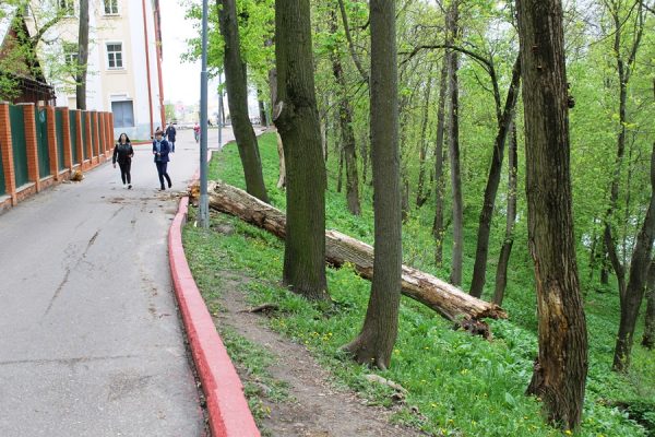 На ограду витебского зоопарка рухнуло большое дерево. Фото Юрия Шепелева