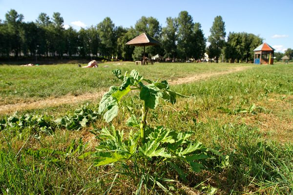 Борщевик растет прямо на пляже на Витьбе. Фото Сергея Серебро