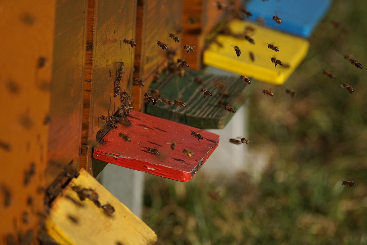 Ульи, пчелы, летки. Фото pixabay.com