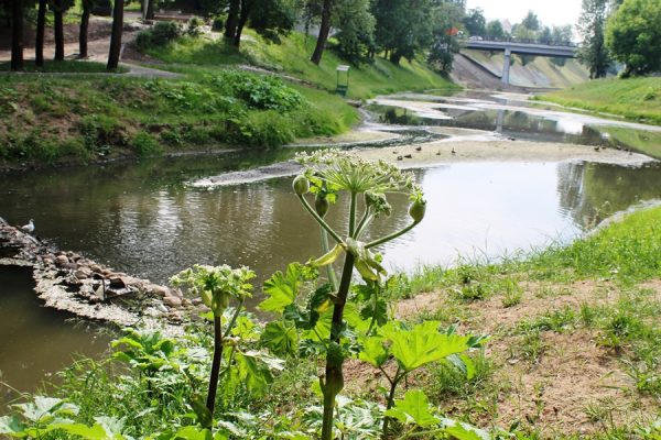 В парке Фрунзе, который находится в самом центре Витебска, появились заросли борщевика Сосновского. Фото Юрия Шепелева