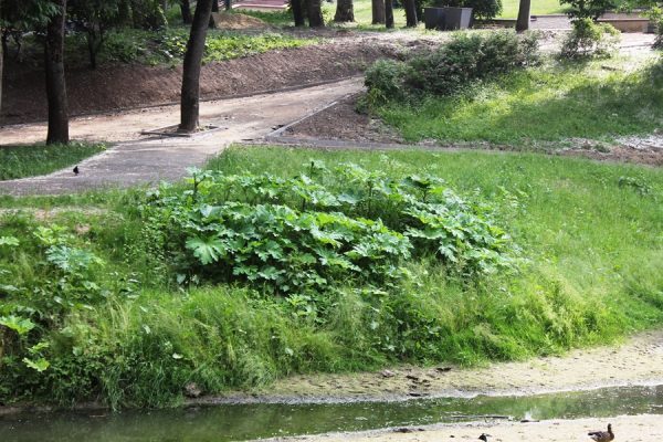 В парке Фрунзе, который находится в самом центре Витебска, появились заросли борщевика Сосновского. Фото Юрия Шепелева