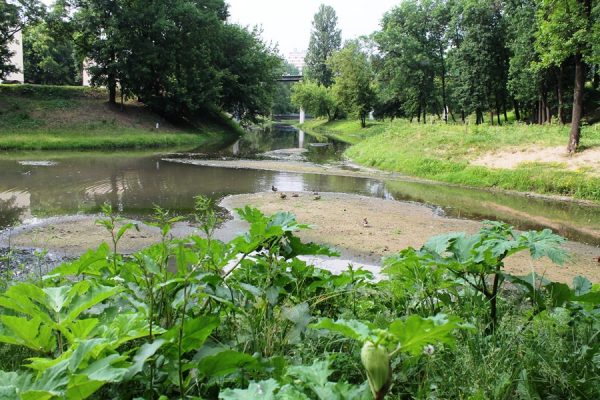 В парке Фрунзе, который находится в самом центре Витебска, появились заросли борщевика Сосновского. Фото Юрия Шепелева