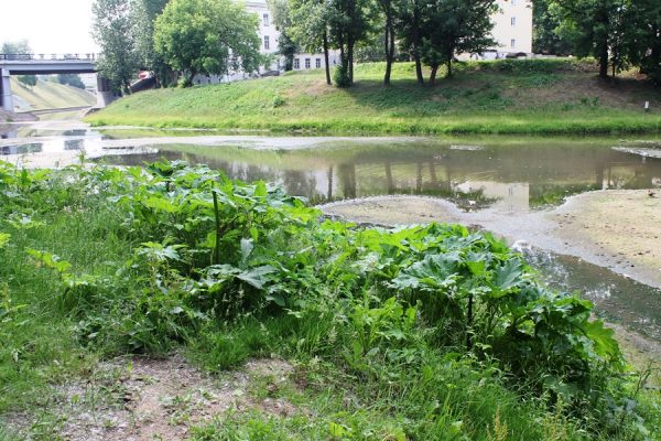 В парке Фрунзе, который находится в самом центре Витебска, появились заросли борщевика Сосновского. Фото Юрия Шепелева