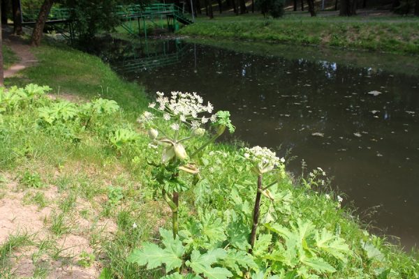 В парке Фрунзе, который находится в самом центре Витебска, появились заросли борщевика Сосновского. Фото Юрия Шепелева