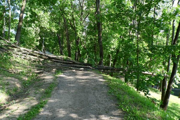 Большой ясень упал на прогулочную дорожку парка Фрунзе в Витебске. Фото Юрия Шепелева