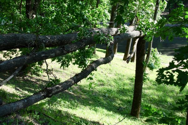 Большой ясень упал на прогулочную дорожку парка Фрунзе в Витебске. Фото Юрия Шепелева