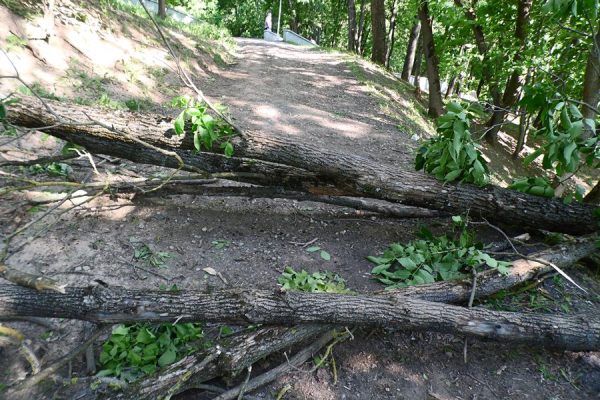 Большой ясень упал на прогулочную дорожку парка Фрунзе в Витебске. Фото Юрия Шепелева