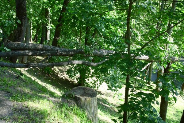 Большой ясень упал на прогулочную дорожку парка Фрунзе в Витебске. Фото Юрия Шепелева