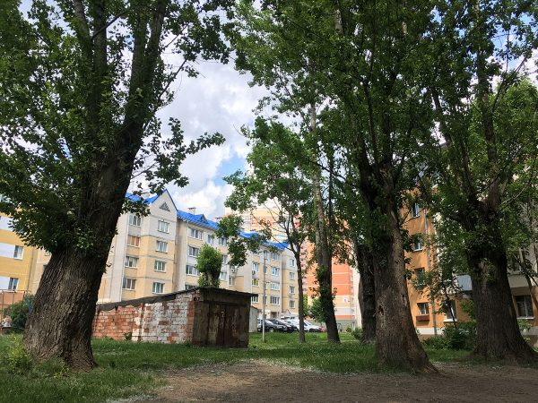 Большой сук кронированного тополя упал во двор жилого дома на проспекте Фрунзе в Витебске. Фото Сергея Серебро