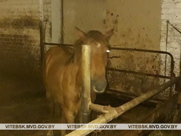 Одна из украденных лошадей. Фото УВД Витебского облисполкома