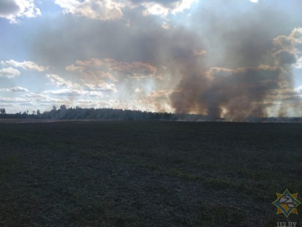 Хлебное поле загорелось в Оршанском районе