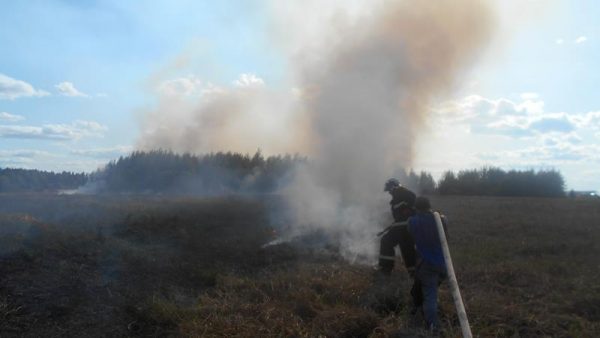 Хлебное поле загорелось в Оршанском районе