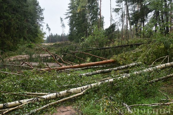 Кованый забор не выдержал порыва ветра: по Глубокому прошелся ураган. Фото Андрея Панкрата / vg-gazeta.by