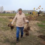 В Витебске чиновники и горожане вместе посадили деревья возле Ледового дворца. Фоторепортаж