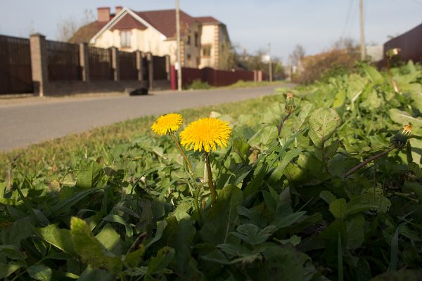 В Витебске во второй половине осени еще цветут ромашки и одуванчики. Фото Игоря Матвеева