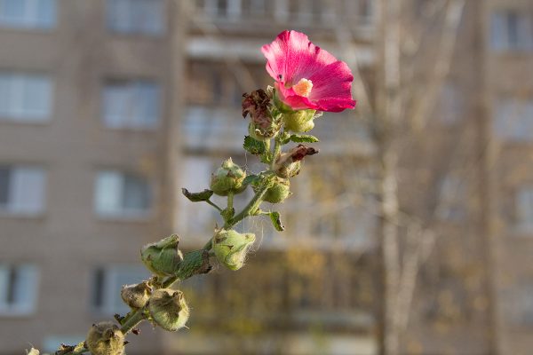 В Витебске во второй половине осени еще цветут ромашки и одуванчики. Фото Игоря Матвеева