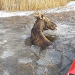 Лось попал в ледяную западню на озере Черново в Городокском районе. На помощь пришли спасатели — смотрите фото