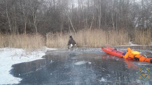 Операция по спасению лося из полыньи. Фото МЧС